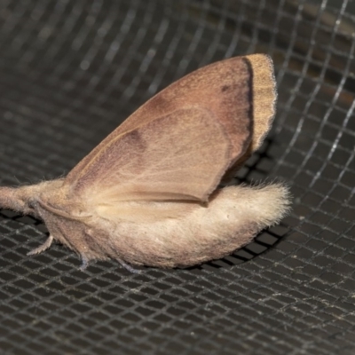 Pararguda nasuta (Wattle Snout Moth) at QPRC LGA - 27 Mar 2019 by AlisonMilton