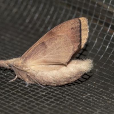 Pararguda nasuta (Wattle Snout Moth) at Queanbeyan East, NSW - 28 Mar 2019 by AlisonMilton