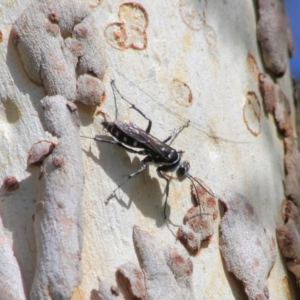 Turneromyia sp. (genus) at ANBG - 27 Mar 2019 12:12 PM