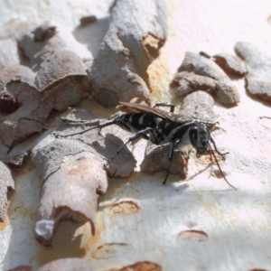 Turneromyia sp. (genus) at ANBG - 27 Mar 2019 12:12 PM