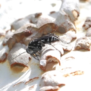 Turneromyia sp. (genus) at ANBG - 27 Mar 2019