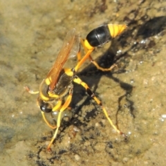 Sceliphron laetum (Common mud dauber wasp) at Tuggeranong Hill - 27 Feb 2019 by michaelb