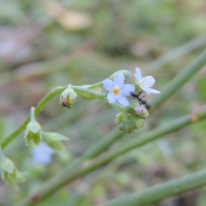 Myosotis laxa subsp. caespitosa at Theodore, ACT - 27 Feb 2019 06:04 PM