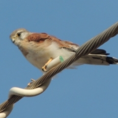 Falco cenchroides (Nankeen Kestrel) at Tuggeranong Hill - 27 Feb 2019 by MichaelBedingfield