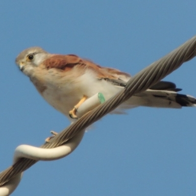 Falco cenchroides (Nankeen Kestrel) at Theodore, ACT - 27 Feb 2019 by michaelb