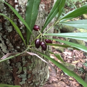 Tasmannia insipida at Broughton Vale, NSW - 24 Mar 2019