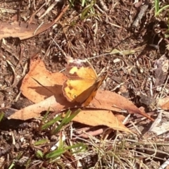 Heteronympha merope (Common Brown Butterfly) at Namadgi National Park - 30 Mar 2019 by KMcCue