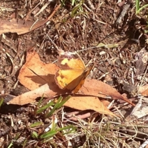 Heteronympha merope at Rendezvous Creek, ACT - 30 Mar 2019 01:01 PM