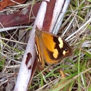 Heteronympha merope at Rendezvous Creek, ACT - 30 Mar 2019 01:01 PM