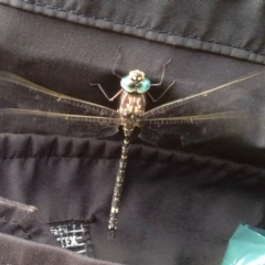 Austroaeschna parvistigma (Swamp Darner) at Namadgi National Park - 30 Mar 2019 by KMcCue