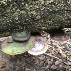 Ganoderma sp. (Ganoderma sp.) at Broughton Vale, NSW - 24 Mar 2019 by Nivlek