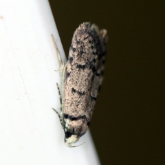 Scatochresis episema (A scat moth) at O'Connor, ACT - 28 Mar 2019 by ibaird