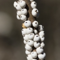 Cryptes baccatus (Wattle Tick Scale) at Michelago, NSW - 12 Aug 2018 by Illilanga