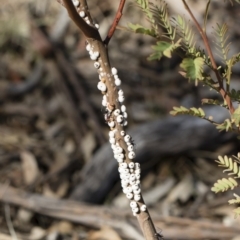 Cryptes baccatus at Michelago, NSW - 12 Aug 2018