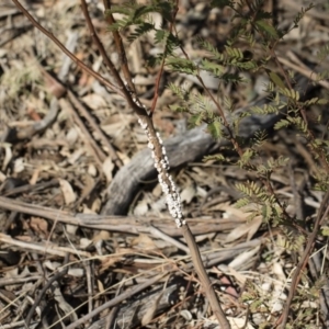 Cryptes baccatus at Michelago, NSW - 12 Aug 2018