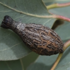 Apiomorpha urnalis (A scale forming an urn shaped gall on eucalypts) at Illilanga & Baroona - 30 Mar 2019 by Illilanga