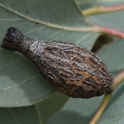 Apiomorpha urnalis (A scale forming an urn shaped gall on eucalypts) at Michelago, NSW - 30 Mar 2019 by Illilanga