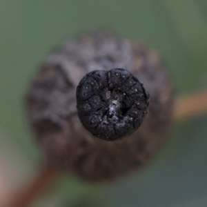 Apiomorpha urnalis at Michelago, NSW - 30 Mar 2019