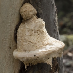 Laetiporus portentosus at Illilanga & Baroona - 30 Mar 2019