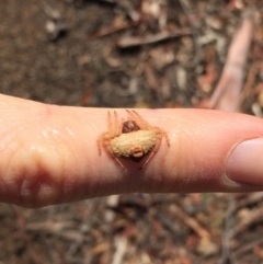 Dolophones sp. (genus) (Wrap-around spider) at Mount Ainslie - 30 Mar 2019 by AndrewCB