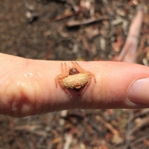 Dolophones sp. (genus) at Hackett, ACT - 31 Mar 2019