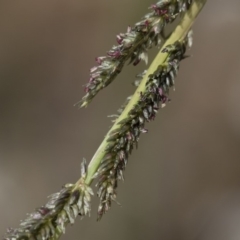 Sporobolus creber (Slender Rat's Tail Grass) at Michelago, NSW - 30 Mar 2019 by Illilanga