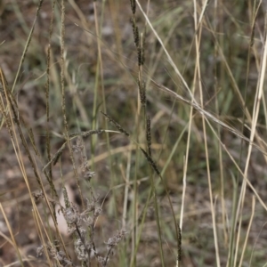 Sporobolus creber at Michelago, NSW - 30 Mar 2019