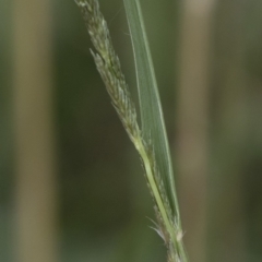 Sporobolus creber at Michelago, NSW - 30 Mar 2019