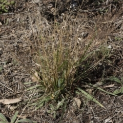 Panicum effusum (Hairy Panic Grass) at Illilanga & Baroona - 29 Mar 2019 by Illilanga