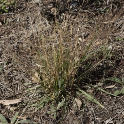 Panicum effusum (Hairy Panic Grass) at Illilanga & Baroona - 29 Mar 2019 by Illilanga