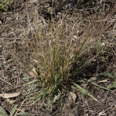 Panicum effusum (Hairy Panic Grass) at Michelago, NSW - 30 Mar 2019 by Illilanga