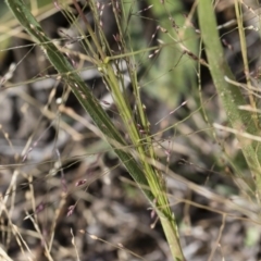 Panicum effusum at Michelago, NSW - 30 Mar 2019 10:57 AM