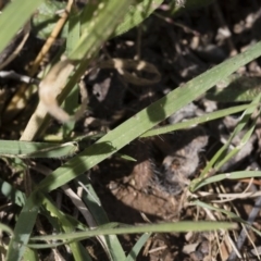 Panicum effusum at Michelago, NSW - 30 Mar 2019 10:57 AM