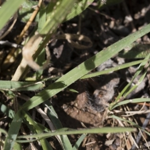 Panicum effusum at Michelago, NSW - 30 Mar 2019 10:57 AM