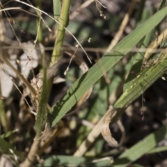 Panicum effusum at Michelago, NSW - 30 Mar 2019 10:57 AM