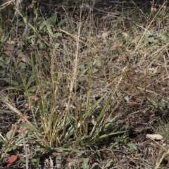 Panicum effusum at Michelago, NSW - 30 Mar 2019