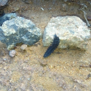 Lycidae sp. (family) at Cotter River, ACT - 31 Mar 2019