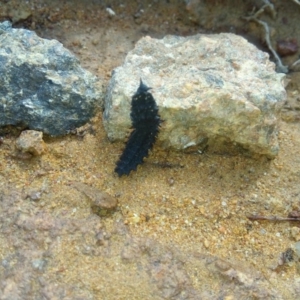 Lycidae sp. (family) at Cotter River, ACT - 31 Mar 2019