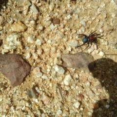 Missulena occatoria (Red-headed Mouse Spider) at Lower Cotter Catchment - 31 Mar 2019 by ArcherCallaway