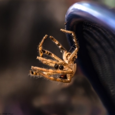 Neosparassus calligaster (Beautiful Badge Huntsman) at Macgregor, ACT - 31 Mar 2019 by Roger