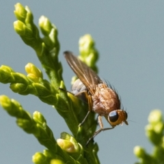 Sapromyza sp. (genus) (A lauxaniid fly) at Googong, NSW - 31 Mar 2019 by WHall