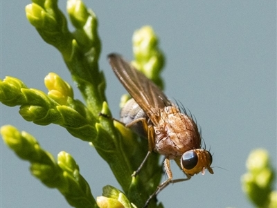 Sapromyza sp. (genus) (A lauxaniid fly) at Googong, NSW - 31 Mar 2019 by WHall