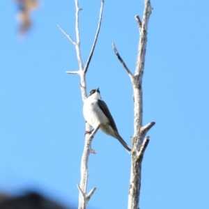 Melithreptus lunatus at Cotter River, ACT - 31 Mar 2019