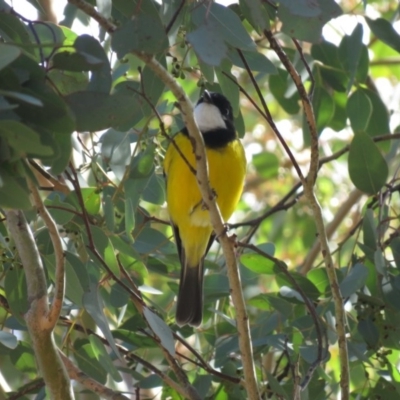 Pachycephala pectoralis (Golden Whistler) at Cotter River, ACT - 31 Mar 2019 by KumikoCallaway