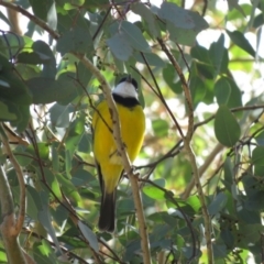 Pachycephala pectoralis at Cotter River, ACT - 31 Mar 2019