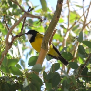 Pachycephala pectoralis at Cotter River, ACT - 31 Mar 2019