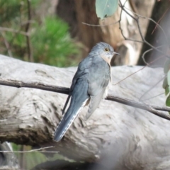 Cacomantis flabelliformis (Fan-tailed Cuckoo) at Lower Cotter Catchment - 31 Mar 2019 by KumikoCallaway