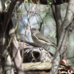 Pachycephala pectoralis (Golden Whistler) at Cotter River, ACT - 31 Mar 2019 by KumikoCallaway