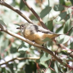 Pachycephala rufiventris (Rufous Whistler) at Lower Cotter Catchment - 31 Mar 2019 by KumikoCallaway