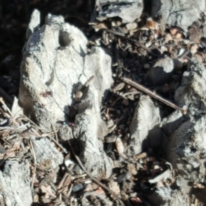 Papyrius nitidus at Symonston, ACT - 31 Mar 2019